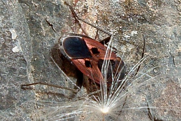 Rhyparochromus phoeniceus 