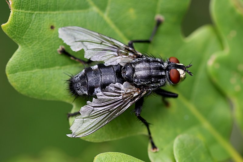 Sarcophaga carnaria 