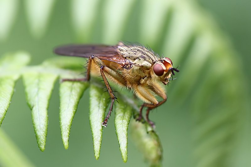 Scathophaga stercoraria 