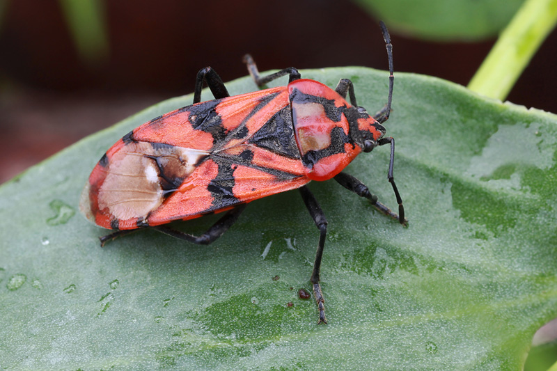 Spilostethus pandurus 