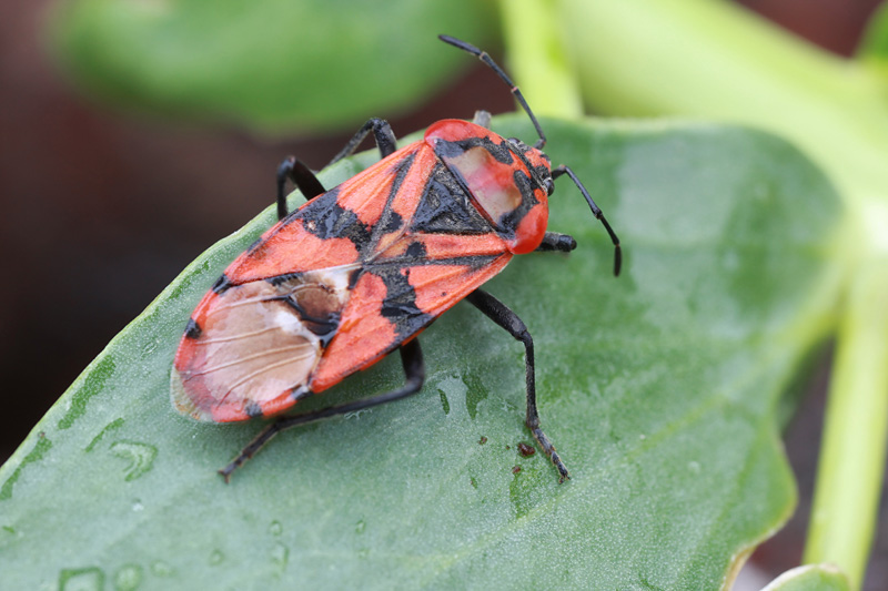 Spilostethus pandurus 