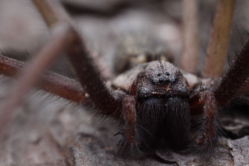 Tegenaria atrica 