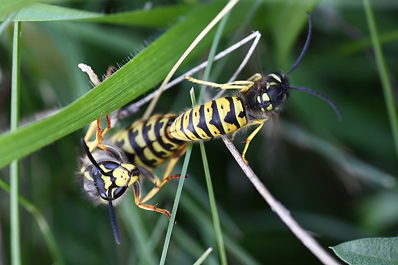 Vespula germanica 