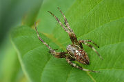 Araneus diadematus 