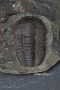 Ellipsocephalus hoffi 