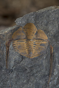 Marrolithus ornatus 