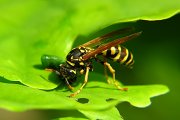 Polistes dominula 