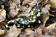 Salamandra salamandra 